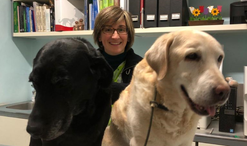 veterinario dieta barf